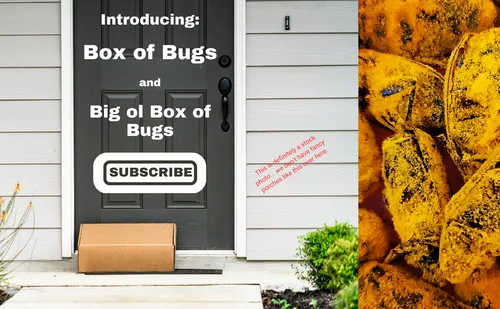 Introducing the Bug Box by Dusty Beetles