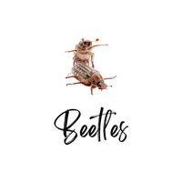 Beetles (June Beetles)